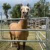 Corral equino - Imagen 3