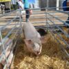 Corral porcino - Imagen 5