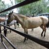 Corral equino - Imagen 4