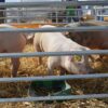 Corral porcino - Imagen 4