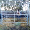 Corral equino - Imagen 2