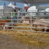 Corral porcino - Imagen 2